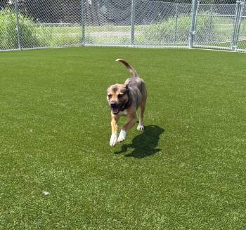 Stewie -  Mixed Breed Dog for Adoption in Clarksville, Tennessee - Stewie | PetCurious