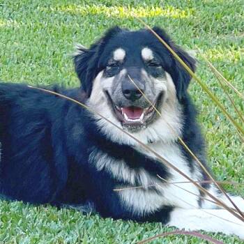 Great Pyrenees and Border Collie Dogs Available for Adoption in Lewisville, Texas - Misha | PetCurious