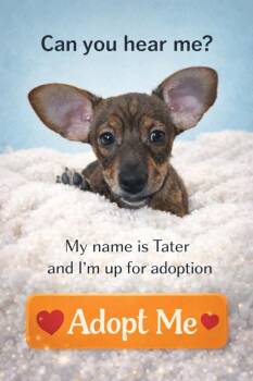 Chihuahua and Dachshund Dogs Available for Adoption - Tater | PetCurious
