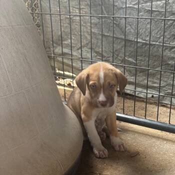 Lexi -  German Shepherd Dog Dog for Adoption in Hinesville, Georgia - Lexi | PetCurious