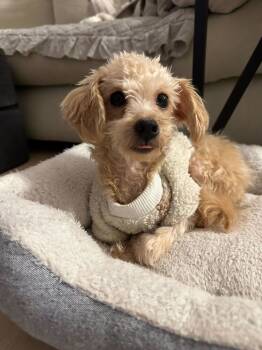 Rescue Poodle Dogs for Adoption in New York, New York - Cream | PetCurious