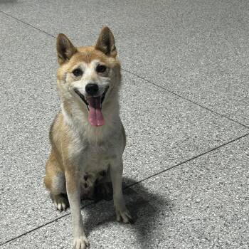 Polly. -  Shiba Inu Dog for Adoption in Antwerp, Ohio - Polly. | PetCurious