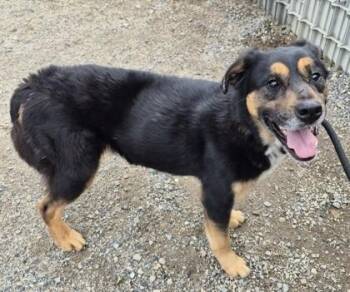 Diesel -  Shepherd Dog for Adoption in Butte, Montana - Diesel | PetCurious
