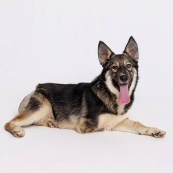 Mixed Breed Dogs Available for Adoption - Archer | PetCurious