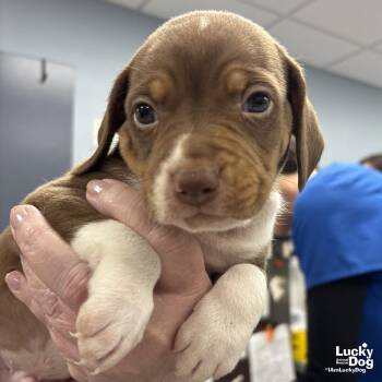 Retriever and Beagle Dogs Available for Adoption in Washington, District Of Columbia - Calvin | PetCurious
