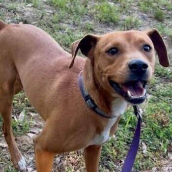Graham -  Mixed Breed Dog for Adoption in Walker, Michigan - Graham | PetCurious