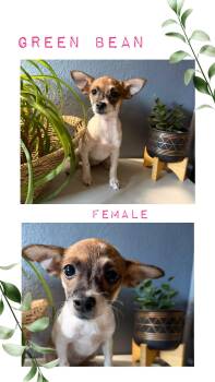Green Bean -  Chihuahua Dog for Adoption in Eugene, Oregon - Green Bean | PetCurious