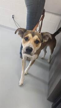 PRINGLE -  Black Mouth Cur Dog for Adoption in Ocala, Florida - PRINGLE | PetCurious