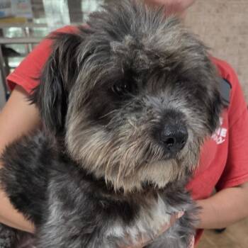 Ruthie -  Mixed Breed Dog for Adoption in Leander, Texas - Ruthie | PetCurious
