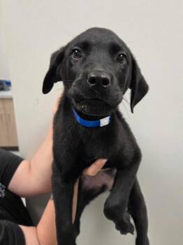French Fries -  Rottweiler and Mixed Breed Dog for Adoption in Chillicothe, Ohio - French Fries | PetCurious