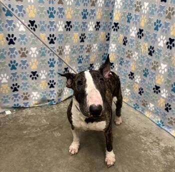 Bull Terrier Dogs Available for Adoption in Rosenberg, Texas - CHICA | PetCurious