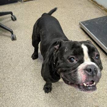 Prof -  Pit Bull Terrier and Mixed Breed Dog for Adoption in Columbia, Missouri - Prof | PetCurious