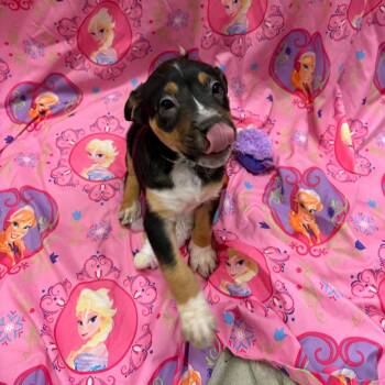 Dom Perignon -  Australian Cattle Dog Blue Heeler and Mixed Breed Dog for Adoption in Austin, Texas - Dom Perignon | PetCurious