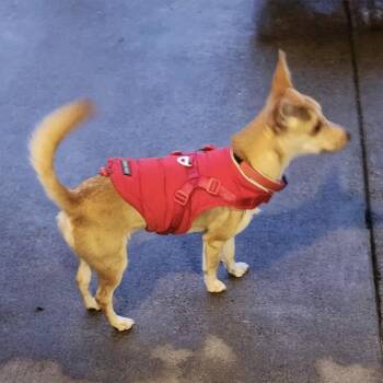 Rescue Chihuahua Dogs for Adoption in Graham, Washington - MIEL | PetCurious