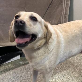 IVHS-Stray-140307 -  Yellow Labrador Retriever Dog for Adoption in San Gabriel, California - IVHS-Stray-140307 | PetCurious
