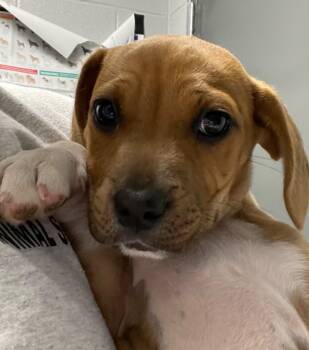 Rescue Mixed Breed Dogs for Adoption in Henderson, North Carolina - Kit | PetCurious