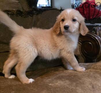 Clark Kent -  Goldendoodle Dog for Adoption in Memphis, Tennessee - Clark Kent | PetCurious