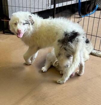 ACE -  Australian Shepherd and Aussiedoodle Dog for Adoption in Elyria, Ohio - ACE | PetCurious