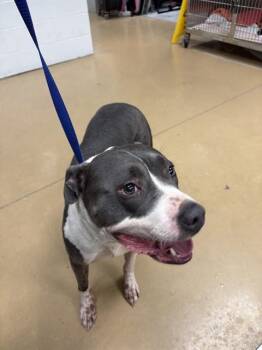 CHASE -  Pit Bull Terrier Dog for Adoption in Minneapolis, Minnesota - CHASE | PetCurious