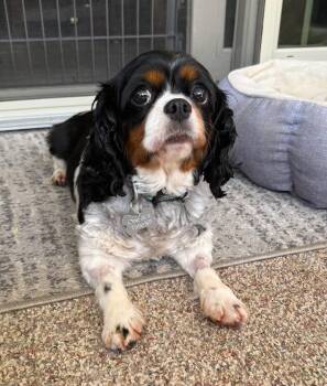 Shyla -  Cavalier King Charles Spaniel Dog for Adoption in Painesville, Ohio - Shyla | PetCurious