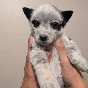 Mixed Breed Dogs Available for Adoption - Russel Stover | PetCurious