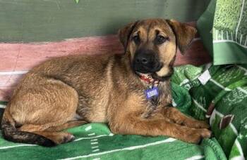 Shepherd and Mixed Breed Dogs Available for Adoption - Hike | PetCurious