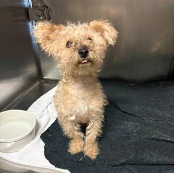 MATTY -  Poodle and Mixed Breed Dog for Adoption in Alameda, California - MATTY | PetCurious