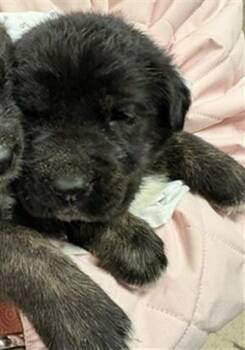 German Shepherd Dog and Australian Shepherd Dogs Available for Adoption in Riverside, California - POO BEAR | PetCurious