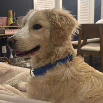 Labrador Retriever Dogs Available for Adoption in Raleigh, North Carolina - Shugg | PetCurious