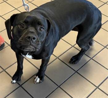 Pit Bull Terrier and Mixed Breed Dogs Available for Adoption in Burbank, California - FIA | PetCurious