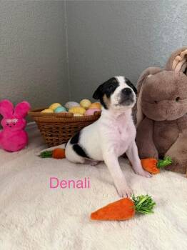 Pit Bull Terrier Dogs Available for Adoption - Denali | PetCurious
