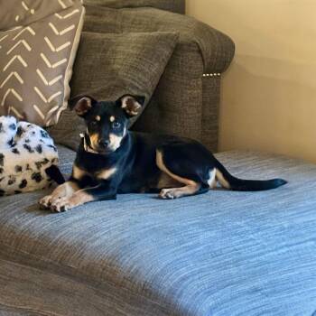 Mixed Breed Dogs Available for Adoption in Franklin Township, New Jersey - Sana | PetCurious