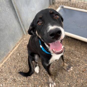 Baxter -  Great Dane and Mastiff Dog for Adoption in Metamora, Michigan - Baxter | PetCurious