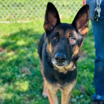 Slim -  German Shepherd Dog Dog for Adoption in San Rafael, California - Slim | PetCurious