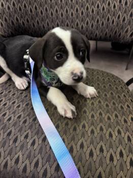 Rescue Labrador Retriever Dogs for Adoption in Woodstock, Ontario - Morgan | PetCurious