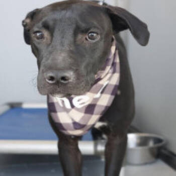 Rescue Black Labrador Retriever and Mixed Breed Dogs for Adoption in Austin, Texas - Blackie JuM | PetCurious