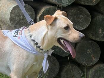 Hayden -  Yellow Labrador Retriever Dog for Adoption in Thibodaux, Louisiana - Hayden | PetCurious