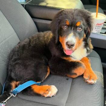 Princess -  Bernese Mountain Dog and Mixed Breed Dog for Adoption in Williston, Florida - Princess | PetCurious