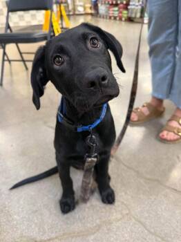 Maxwell (Max) -  Labrador Retriever and German Shepherd Dog Dog for Adoption in Pleasant Hill, California - Maxwell (Max) | PetCurious