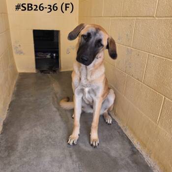 SB26-36 -  Anatolian Shepherd Dog for Adoption in Ridgecrest, California - SB26-36 | PetCurious
