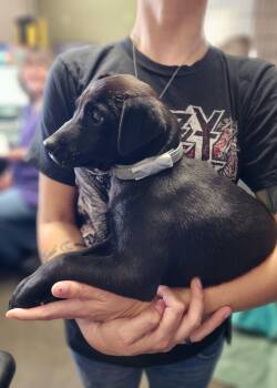 Black Labrador Retriever Dogs Available for Adoption in Clinton, Missouri - Sally  | PetCurious