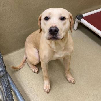 Shellsea -  Yellow Labrador Retriever Dog for Adoption in Monroe, Georgia - Shellsea | PetCurious