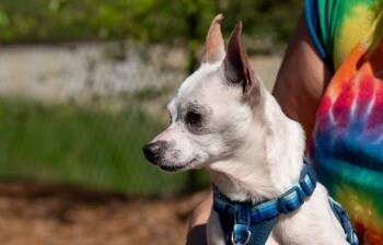 Chihuahua Dogs Available for Adoption in Ellijay, Georgia - Howie | PetCurious
