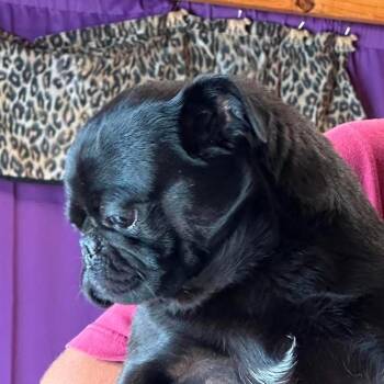 Available 8/30 SKYLAR -  Pug and None Dog for Adoption in Loves Park, Illinois - Available 8/30 SKYLAR | PetCurious