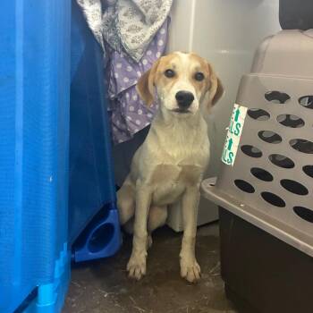 Tupac -  Mixed Breed Dog for Adoption in Corbin, Kentucky - Tupac | PetCurious