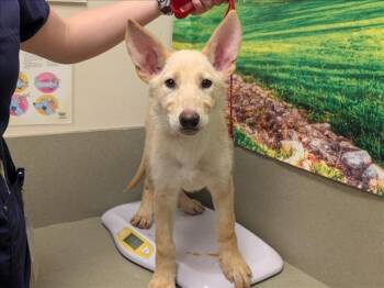 Rescue Shepherd Dogs for Adoption in Bothell, Washington - Sundae | PetCurious
