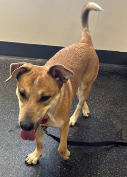 Cattle Dog and Mixed Breed Dogs Available for Adoption in Cincinnati, Ohio - Woody | PetCurious