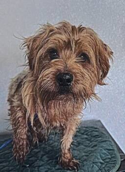 Rescue Yorkshire Terrier Dogs for Adoption in Fort Madison, Iowa - Dodger | PetCurious