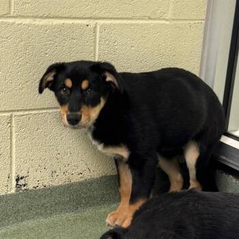 Sage -  German Shepherd Dog and Mixed Breed Dog for Adoption in Charlottesville, Virginia - Sage | PetCurious