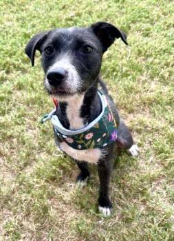Sasha -  Rat Terrier Dog for Adoption in Tulsa, Oklahoma - Sasha | PetCurious